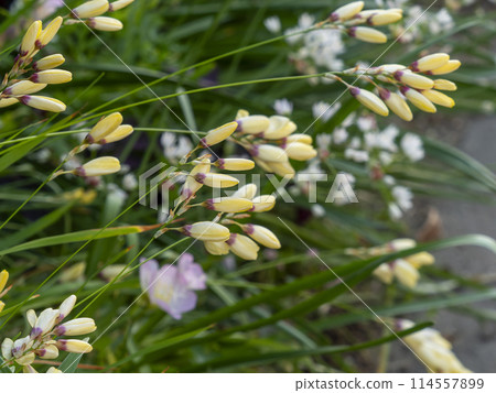 依克西亞黃芽 114557899