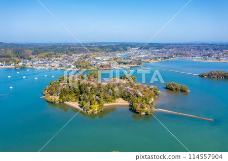櫻花盛開的福浦島（宮城縣松島町） 114557904
