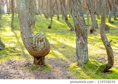 Dancing forest on the Curonian Spit. Kaliningrad region Dancing forest on the Curonian Spit. Kaliningrad region 114558034