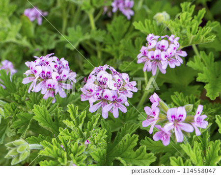 Rose geranium blooming on the roadside Rose geranium blooming on the roadside 114558047