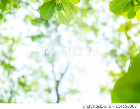 春天的樹木 114558068