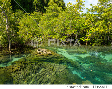 Top view Mangrove forest and river landscape at Thapom Klong Song Nam, Krabi Thailand, Beautiful root in mangrove forest with crystal clear water in small canal,High angle view 114558112