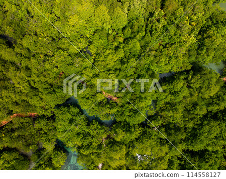 Aerial view Drone camera rainforest trees ecology with healthy environment concept and summer background Aerial view Drone camera rainforest trees ecology with healthy environment concept and summer background 114558127