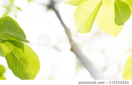 春天的樹木 114558165