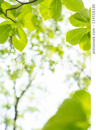 春天的樹木 春天的樹木 114558180