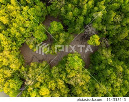 Amazing abundant mangrove forest, Aerial view of forest trees Rainforest ecosystem and healthy environment background, Texture of green trees forest top down, High angle view 114558243