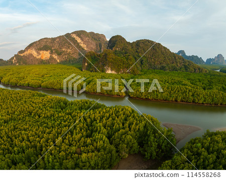 Amazing abundant mangrove forest, Aerial view of forest trees Rainforest ecosystem and healthy environment background, Texture of green trees forest top down, High angle view 114558268