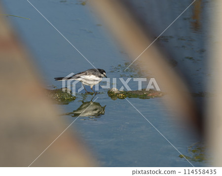 白鶺鴒在水道中尋找食物 114558435
