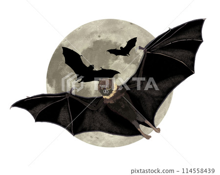 Bats and Moon Bats and Moon 114558439