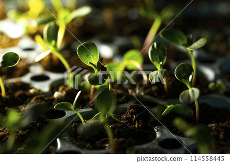 cotyledon cotyledon 114558445