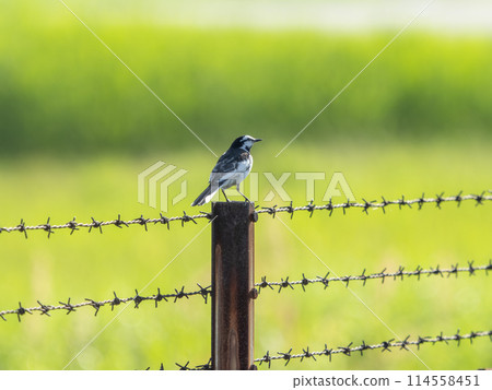 一隻白色鶺鴒站在鐵絲網柱上 114558451
