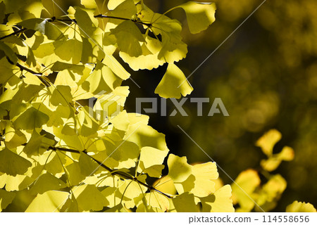 A ginkgo that gave yellow leaves A ginkgo that gave yellow leaves 114558656