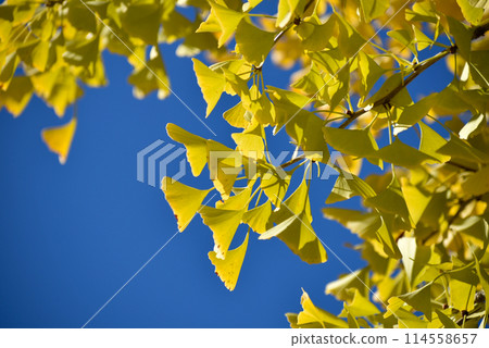 A ginkgo that gave yellow leaves A ginkgo that gave yellow leaves 114558657