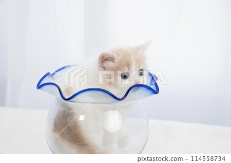 Scottish fold kitten in a goldfish bowl 114558734