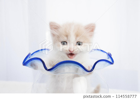 Scottish fold kitten in a goldfish bowl Scottish fold kitten in a goldfish bowl 114558777