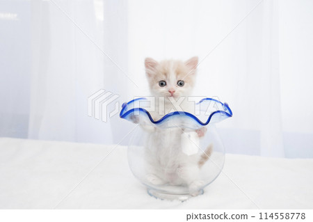 Scottish fold kitten in a goldfish bowl 114558778