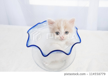 魚缸裡的蘇格蘭折耳貓小貓 114558779