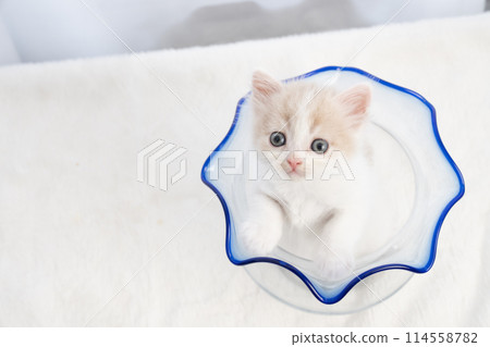 Scottish fold kitten in a goldfish bowl 114558782