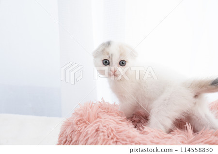 Scottish fold kitten with folded ears looking back 114558830