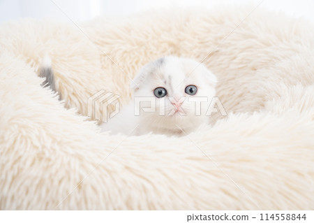 Scottish fold kitten in bed 114558844