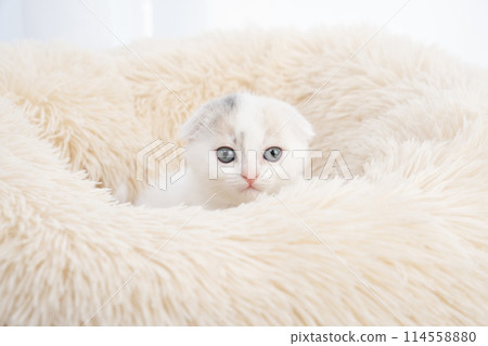 Scottish fold kitten in bed 114558880