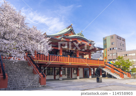 Ibara Sumiyoshi Shrine Cherry blossoms in full bloom (Kujo, Nishi-ku, Osaka) 114558903