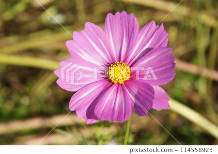Cosmos Cosmos 114558923