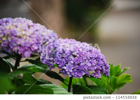 紫色繡球花 114558938