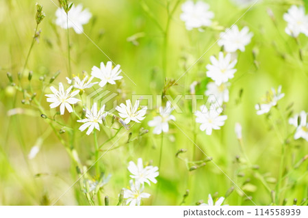 White banana Hananigana White banana Hananigana 114558939