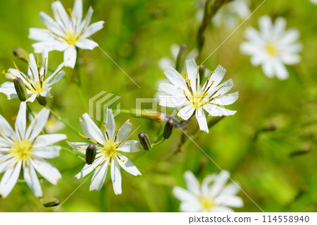 White banana Hananigana 114558940