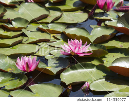 Water lily flowers blooming in the pond of the botanical garden 114559077