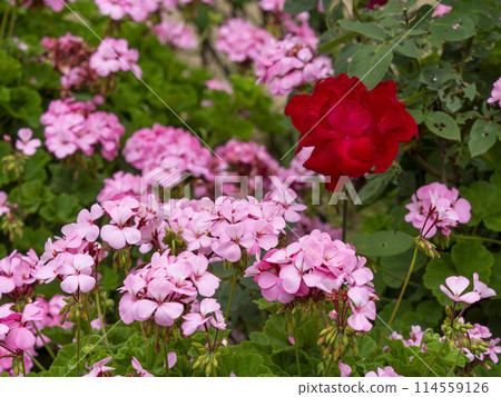 Red roses and pink geraniums Red roses and pink geraniums 114559126