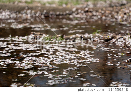 Puddle and flower raft 114559248