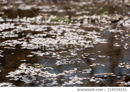 水坑和花筏 114559251