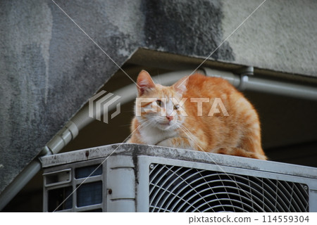 室外機上的流浪貓 114559304