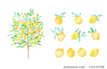 Watercolor painting. Lemon vector illustration with watercolor touch. Summer watercolor lemon illustration. Refreshing summer lemon pattern. Watercolor painting. Lemon vector illustration with watercolor touch. Summer watercolor lemon illustration. Refreshing summer lemon pattern. 114559396