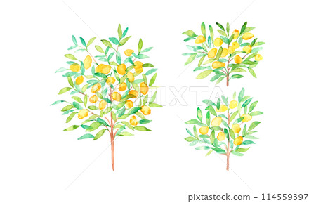 Watercolor painting. Lemon vector illustration with watercolor touch. Summer watercolor lemon illustration. Refreshing summer lemon pattern. 114559397