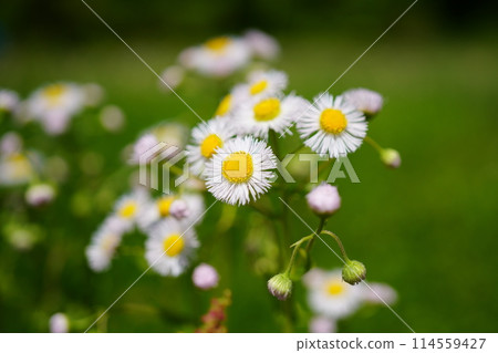 Halzion在外地盛開 114559427