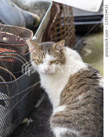 A cat sitting on the eaves of a store A cat sitting on the eaves of a store 114559431