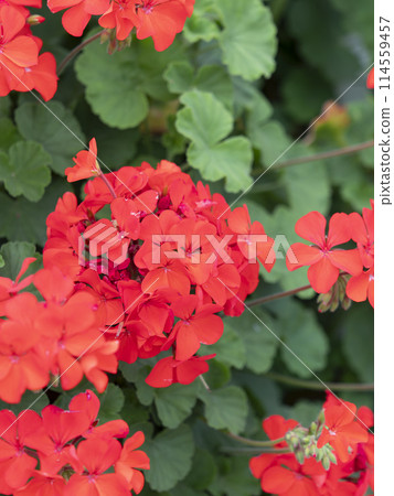 Crimson geraniums blooming in the park 114559457