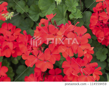 Crimson geraniums blooming in the park Crimson geraniums blooming in the park 114559459