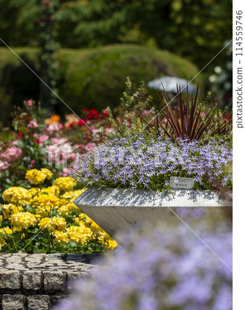 Isotoma flowers blooming in the botanical garden 114559746
