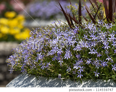 Isotoma flowers blooming in the botanical garden 114559747