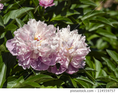 Close-up of peony flowers blooming in a botanical garden 114559757