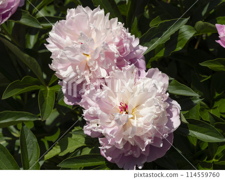 Close-up of peony flowers blooming in a botanical garden 114559760
