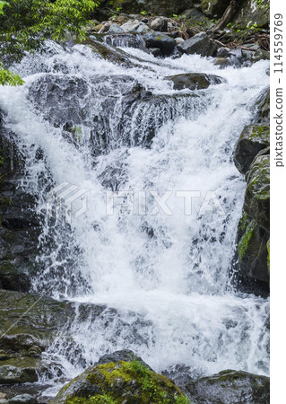 鳥取縣小屋馬溪泉谷的清流 114559769
