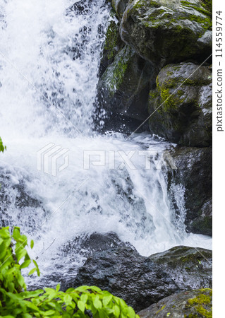 Spring in the valley: Oyabakei, Tottori Prefecture Spring in the valley: Oyabakei, Tottori Prefecture 114559774