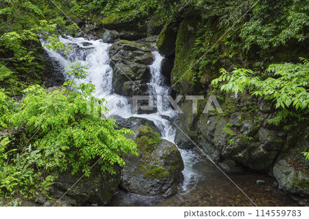 Spring in the valley: Oyabakei, Tottori Prefecture Spring in the valley: Oyabakei, Tottori Prefecture 114559783