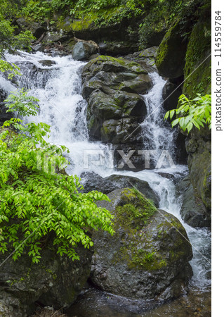 Spring in the valley: Oyabakei, Tottori Prefecture 114559784