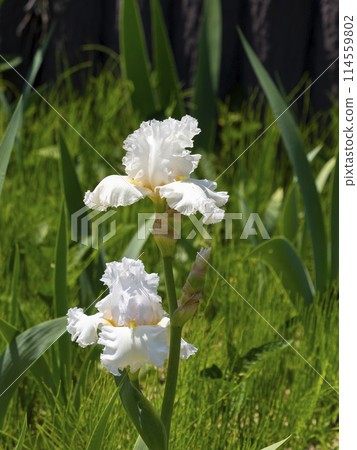 White iris flower "Kuniko" White iris flower "Kuniko" 114559802